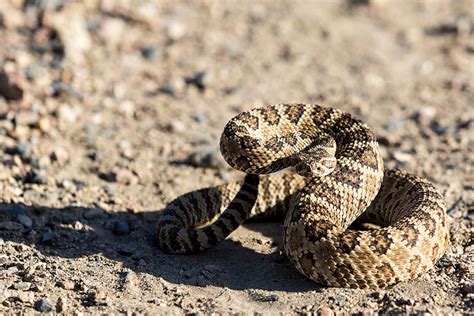 poisonous snakes in las vegas.